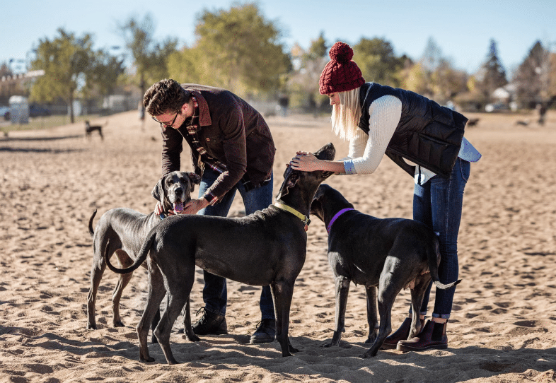 Photo with dogs/ Aster Town Center